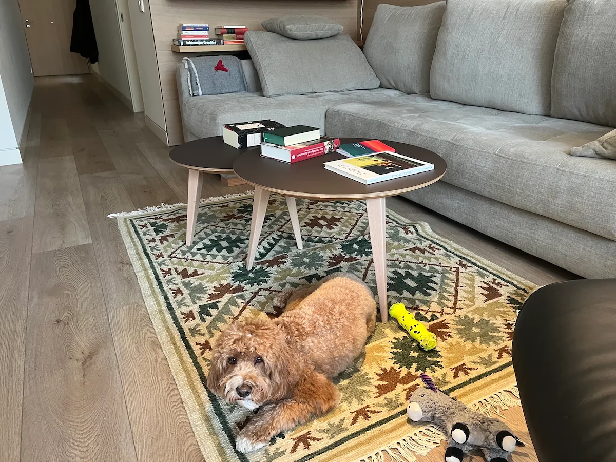 Pachi near stacks of books